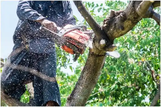 tree services Chantilly